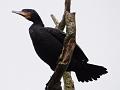 2012-1230-1300-Cormorant_9C